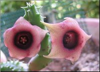 Huernia schneideriana n50